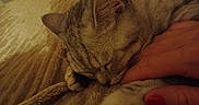 Nova participe au concours pour gagner de l'argent avec cette photo : cat, tabby_cat, sleeping, paw, hand, blanket, cozy, indoor, pet, feline, soft_texture, resting, close_up, warm_lighting, relaxation, fur, animal, comfort, human_interaction, nail_polish