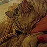 cat, tabby_cat, sleeping, paw, hand, blanket, cozy, indoor, pet, feline, soft_texture, resting, close_up, warm_lighting, relaxation, fur, animal, comfort, human_interaction, nail_polish