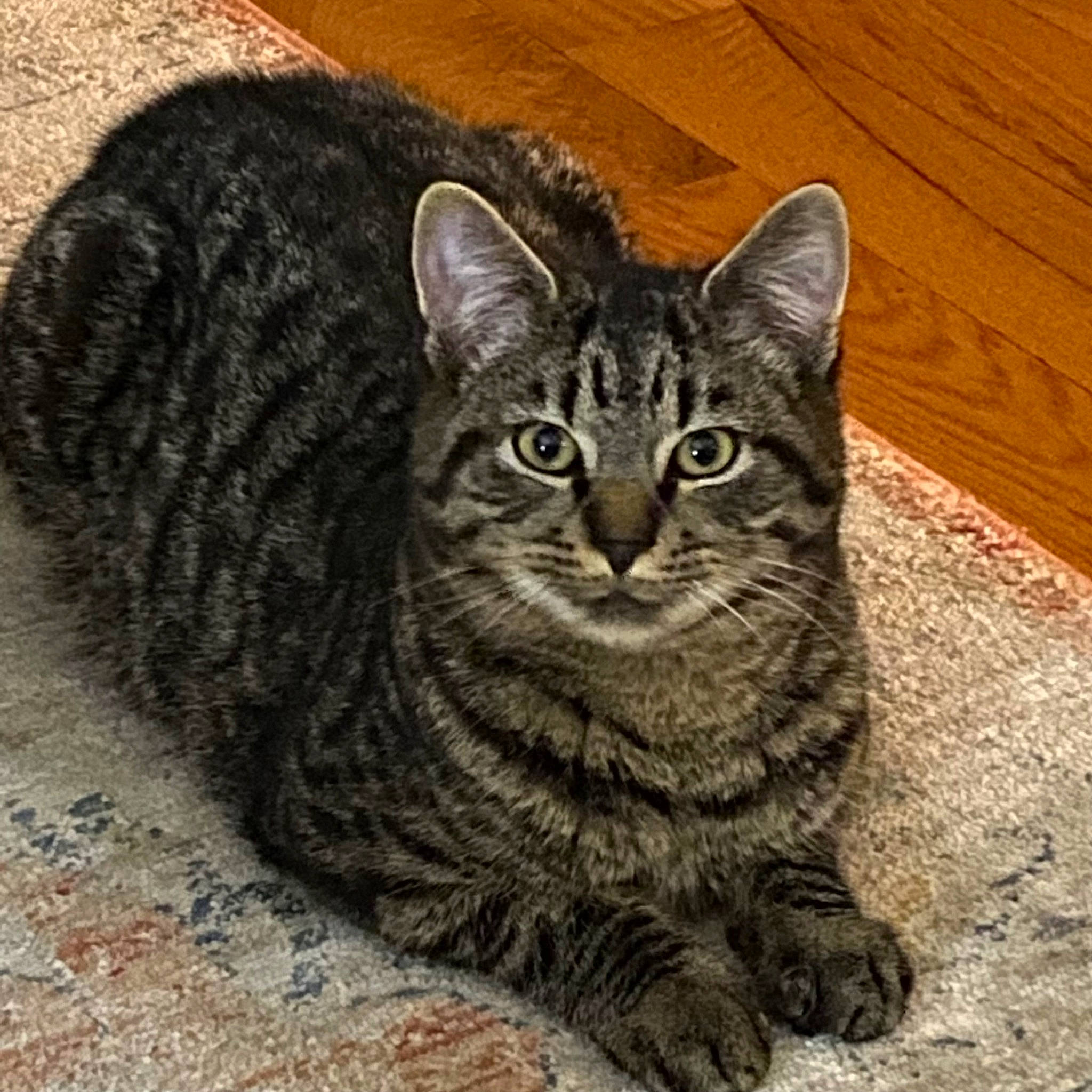 Puffy joined the competition — help win amazing prizes! carnivore, cat, domestic_short_haired_cat, felidae, fur, grey, small_to_medium_sized_cats, snout, terrestrial_animal, whiskers, wildlife, wood