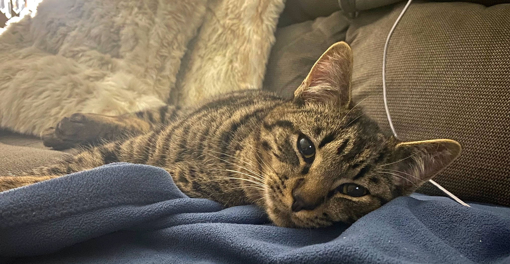 Gracie is registered to the contest to win money with this photo: carnivore, cat, comfort, darkness, domestic_short_haired_cat, felidae, fur, grey, nap, pattern, paw, sitting, sleep, small_to_medium_sized_cats, snout, terrestrial_animal, whiskers, wildlife, wood