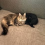Sporty joined the competition — help win amazing prizes! cat, tabby_cat, black_cat, feline, pet, animal, cozy, couch, sofa, furniture, indoor, snuggling, resting, fur, whiskers, ears, tail, sleeping, curled_up, companion