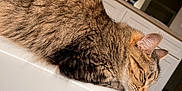 Sporty is registered to the contest to win money with this photo: cat, tabby, sleeping, feline, pet, fur, whiskers, ears, bathtub, bathroom, interior, window, cabinet, domestic, relaxation, cozy, closeup, animal, resting, indoor
