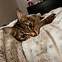 Sporty is registered to the contest to win money with this photo: cat, tabby, blanket, cozy, indoor, bedroom, fur, pet, animal, resting, cute, soft, warm, comfort, closeup, eyes, whiskers, feline, relaxing, sleepy