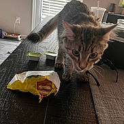 Sporty joined the competition — help win amazing prizes! cat, kitten, table, sandwich, food, condiment, indoor, pet, tabby, curious, wooden_table, blinds, door, floor, feeding_station, drink_cup, napkin, glasses, houseplant, home