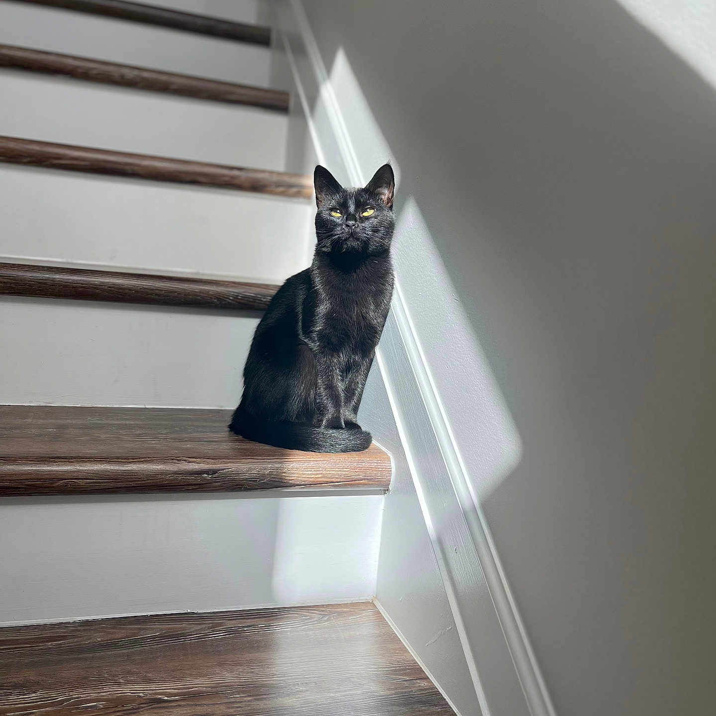 Binx joined the competition — help win amazing prizes! alert, animal, black_cat, calm, cat, domestic_cat, feline, fur, home, indoor, natural_light, pet, quiet, resting, shadow, sitting, staircase, sunlight, wall, wooden_stairs