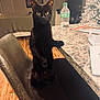 black_cat, cat, chair, leather, paw, countertop, granite, indoor, flooring, christmas_tree, holiday_decor, bottle, sprite, furniture, pet, curious, animal, domestic, cozy, living_room