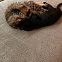 cat, tabby_cat, black_cat, furry, couch, indoor, pet, animal, sleeping, cozy, fur, relaxing, friendship, cute, domestic_cat, two_animals, resting, soft, companion, home