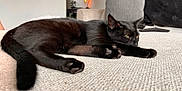 Binx joined the competition — help win amazing prizes! cat, black_cat, pet, feline, indoor, couch, living_room, resting, relaxed, fur, paw, whiskers, household, furniture, cozy, domestic_animal, animal, sleepy, cute, closeup