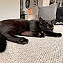 cat, black_cat, pet, feline, indoor, couch, living_room, resting, relaxed, fur, paw, whiskers, household, furniture, cozy, domestic_animal, animal, sleepy, cute, closeup