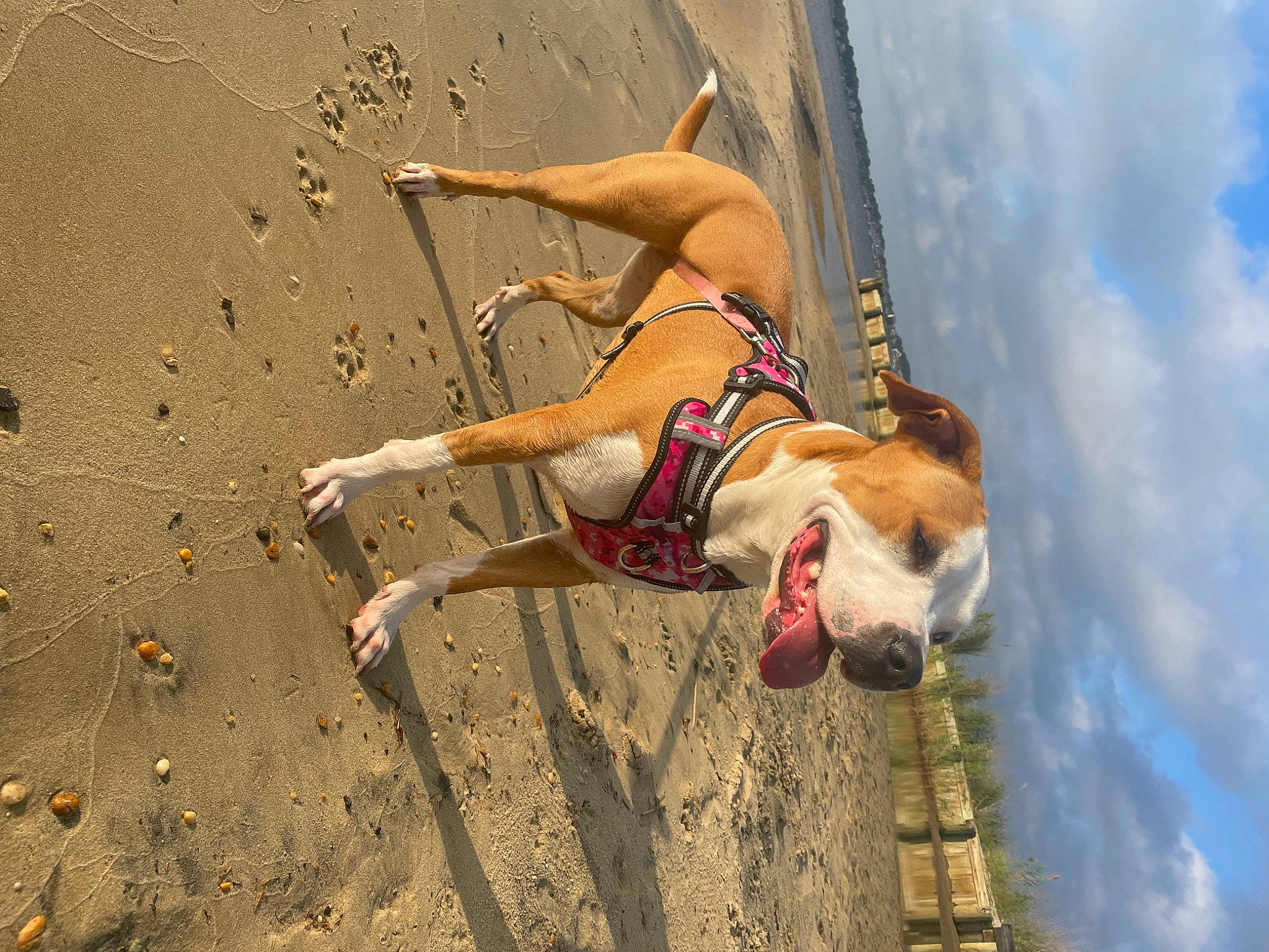 Sadie joined the competition — help win amazing prizes! adventure, climbing, cloud, competition_event, dog, dog_breed, extreme_sport, happy, human_leg, knee, leash, leisure, recreation, rope, sky, soil, sport_climbing, sports, thigh, trunk