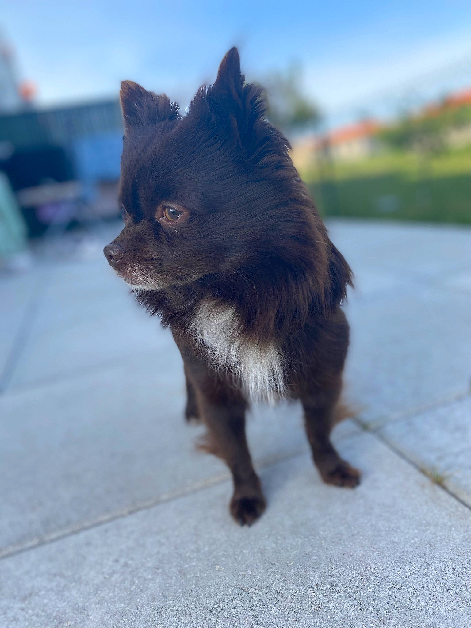 Kentys participe au concours pour gagner de l'argent avec cette photo : canidae, carnivore, cat, claw, companion_dog, dog_breed, electric_blue, fawn, felidae, foot, fur, paw, road_surface, sky, small_to_medium_sized_cats, snout, sporting_group, tail, terrestrial_animal, whiskers