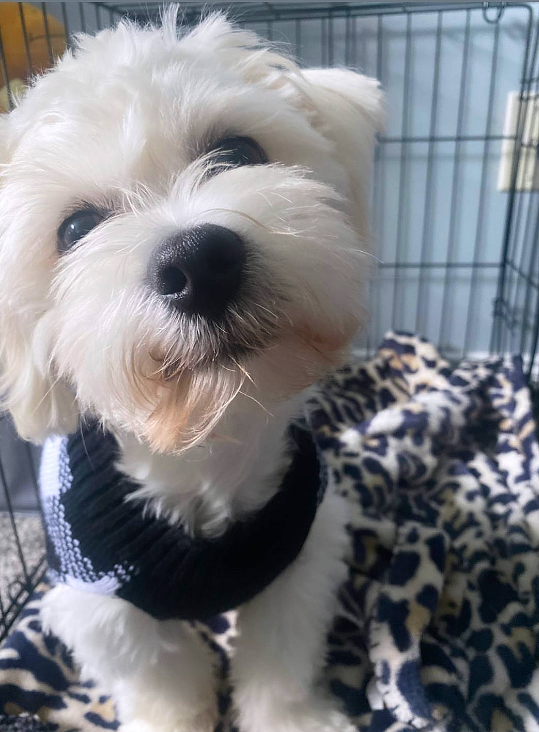 Goku joined the competition — help win amazing prizes! canidae, carnivore, collar, companion_dog, dog, dog_breed, dog_collar, dog_supply, fur, labradoodle, maltepoo, poodle, puppy_love, small_terrier, snout, sporting_group, terrier, toy_dog, water_dog, working_animal