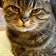 Mayotte a rejoint le concours — aidez-le/la à gagner de superbes lots ! animal, cat, close_up, cute, domestic_cat, eyes, face, focused, fur, handwriting, indoor, mammal, paper, paw, pet, resting, tabby_cat, table, whiskers, writing