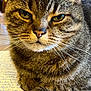 animal, cat, close_up, cute, domestic_cat, eyes, face, focused, fur, handwriting, indoor, mammal, paper, paw, pet, resting, tabby_cat, table, whiskers, writing