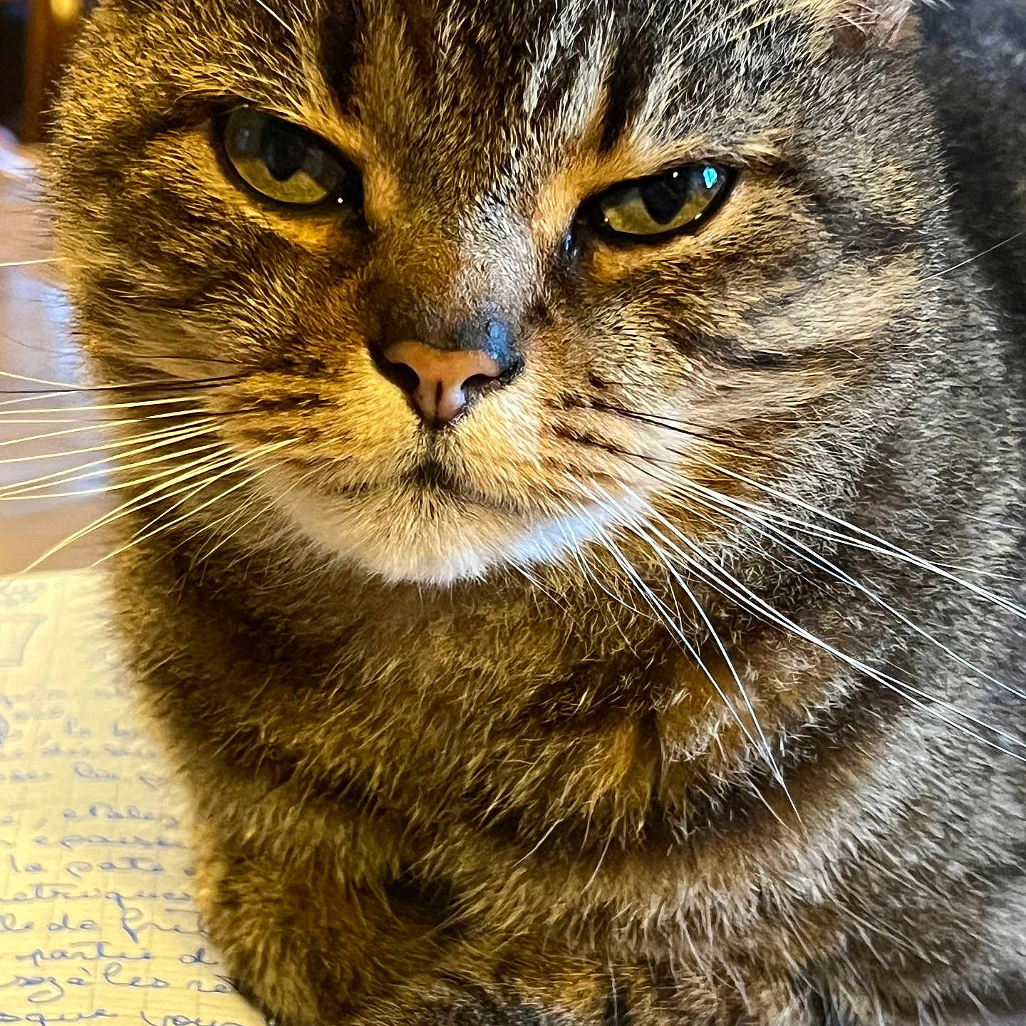 Mayotte a rejoint le concours — aidez-le/la à gagner de superbes lots ! animal, cat, close_up, cute, domestic_cat, eyes, face, focused, fur, handwriting, indoor, mammal, paper, paw, pet, resting, tabby_cat, table, whiskers, writing