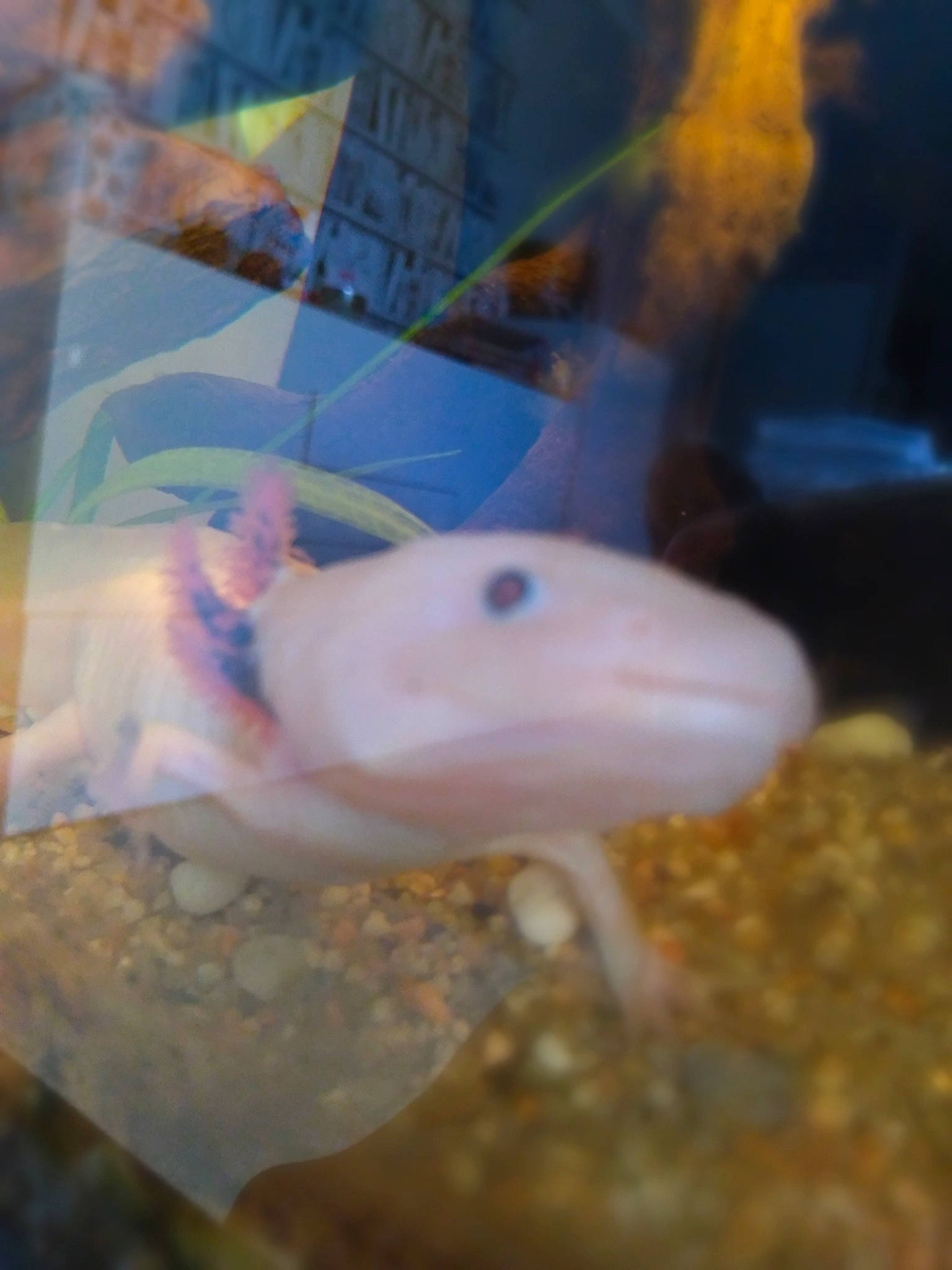 León participe au concours pour gagner de l'argent avec cette photo : amphibian, aquarium, axolotl, feeder_fish, fin, fish, organism