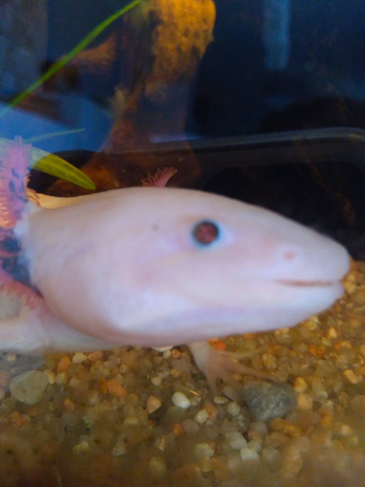 León a rejoint le concours — aidez-le/la à gagner de superbes lots ! amphibian, axolotl, fin, fish, marine_biology, organism, tail