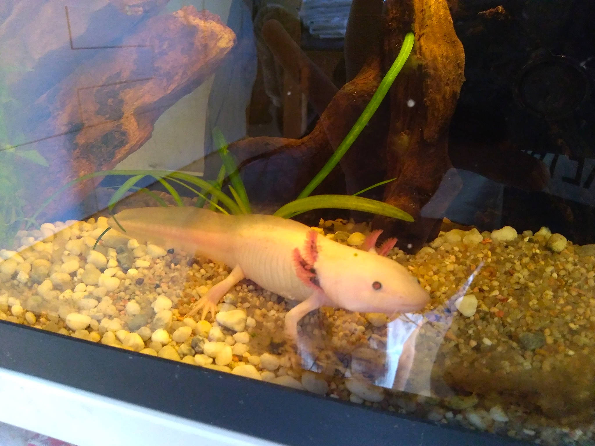 León participe au concours pour gagner de l'argent avec cette photo : amphibian, axolotl, fish, magur, organism, siren