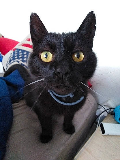 Timinè participe au concours pour gagner de l'argent avec cette photo : asian, black, black_cat, bombay, burmese, carnivore, cat, domestic_short_haired_cat, ear, eye, felidae, german_rex, kitten, korat, mammal, small_to_medium_sized_cats, snout, vertebrate, whiskers