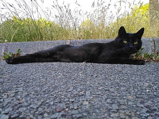 Timinè participe au concours pour gagner de l'argent avec cette photo : asphalt, black, black_cat, bombay, carnivore, cat, domestic_short_haired_cat, felidae, small_to_medium_sized_cats, tail, whiskers