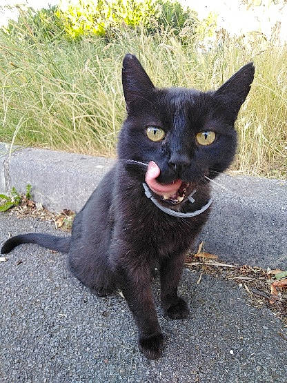 Timinè participe au concours pour gagner de l'argent avec cette photo : black_cat, bombay, canidae, carnivore, cat, dog_breed, domestic_short_haired_cat, felidae, korat, mammal, russian_blue, small_to_medium_sized_cats, tail, vertebrate, whiskers