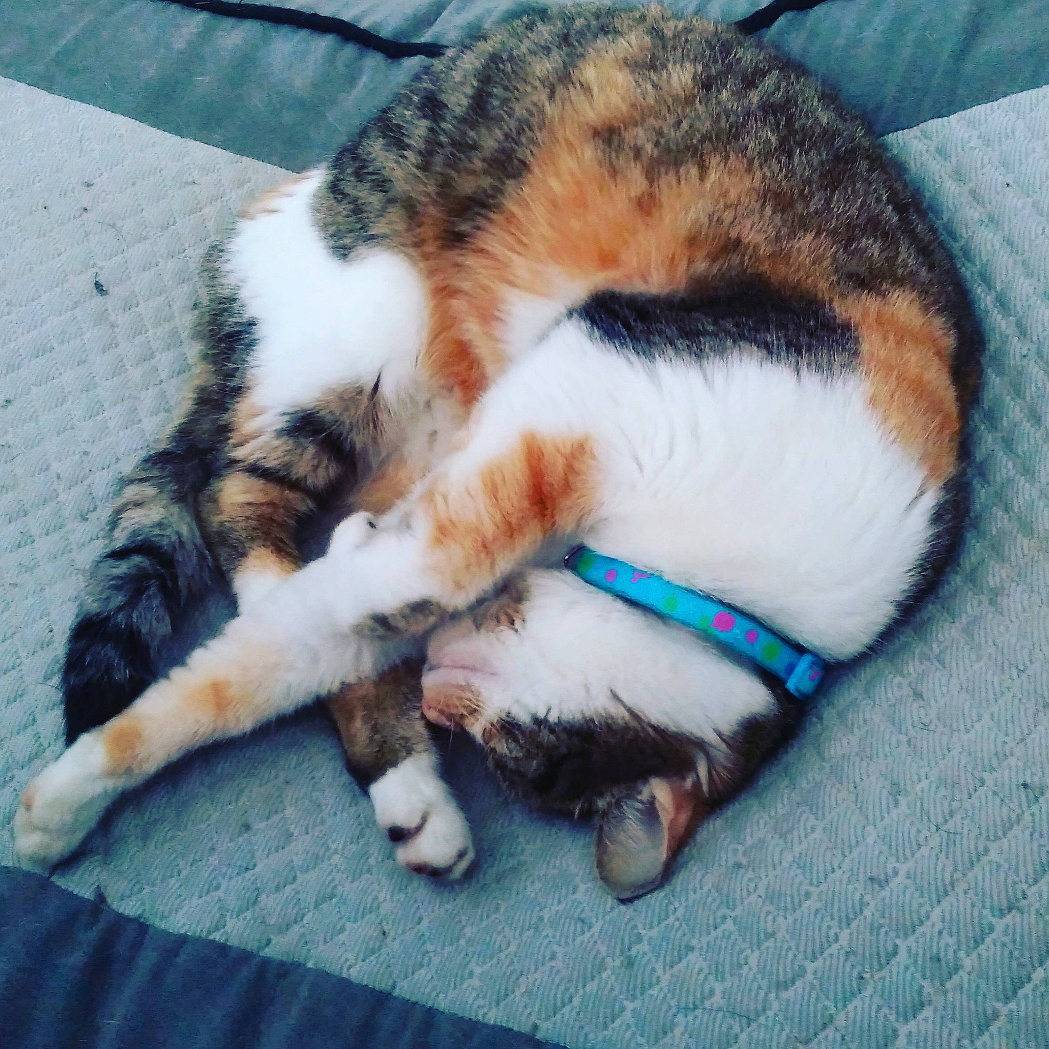 Pringles a rejoint le concours — aidez-le/la à gagner de superbes lots ! aegean_cat, carnivore, cat, claw, domestic_short_haired_cat, ear, european_shorthair, eye, felidae, fur, kitten, nap, paw, polydactyl_cat, sleep, small_to_medium_sized_cats, tail, whiskers