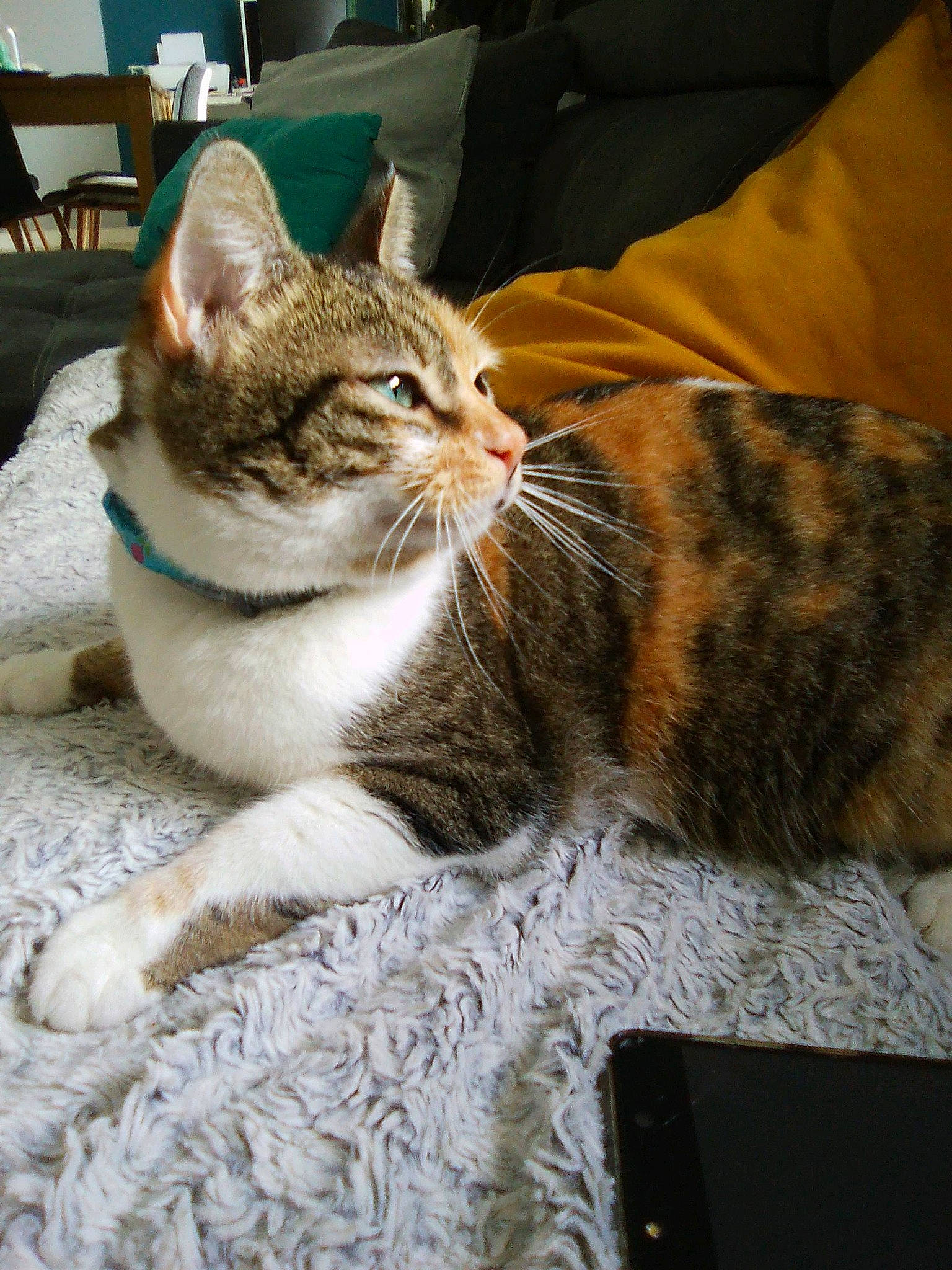 Pringles a rejoint le concours — aidez-le/la à gagner de superbes lots ! aegean_cat, american_shorthair, american_wirehair, asian, australian_mist, california_spangled, carnivore, cat, domestic_short_haired_cat, dragon_li, ear, european_shorthair, fawn, felidae, fur, kitten, mammal, small_to_medium_sized_cats, tabby_cat, whiskers