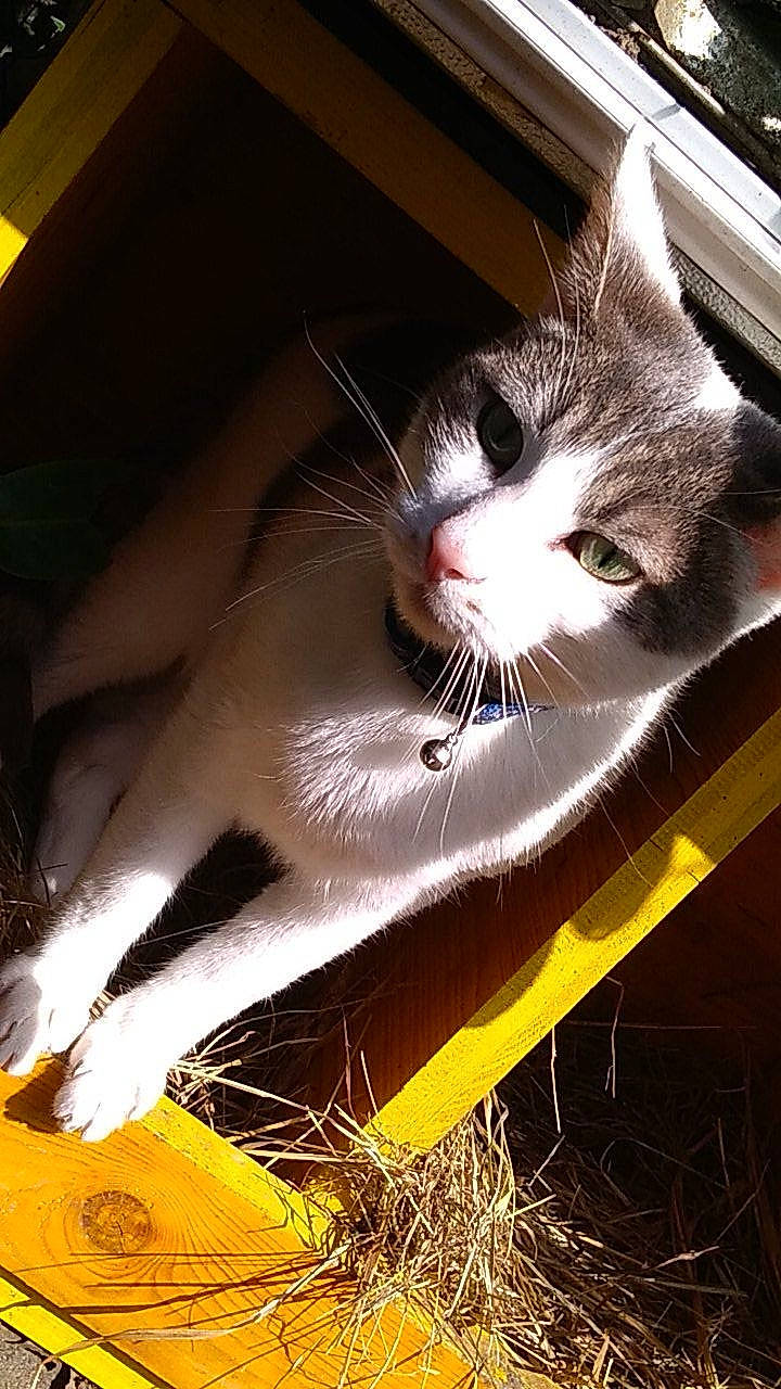 Jack a rejoint le concours — aidez-le/la à gagner de superbes lots ! carnivore, cat, domestic_short_haired_cat, felidae, kitten, small_to_medium_sized_cats, snout, whiskers, yellow