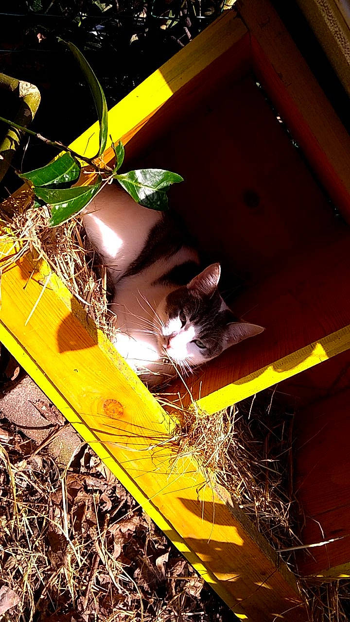 Jack a rejoint le concours — aidez-le/la à gagner de superbes lots ! cat, felidae, grass, plant, small_to_medium_sized_cats, whiskers, yellow