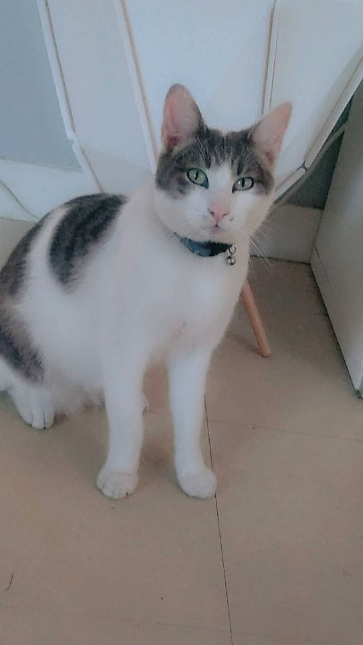 Jack a rejoint le concours — aidez-le/la à gagner de superbes lots ! aegean_cat, american_wirehair, carnivore, cat, domestic_short_haired_cat, european_shorthair, eye, felidae, japanese_bobtail, kitten, mammal, polydactyl_cat, small_to_medium_sized_cats, tail, whiskers