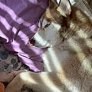 Alpha joined the competition — help win amazing prizes! animal, bed, blanket, canine, couch, cushion, dog, eskimodog, furniture, homedecor, hound, husky, linen, person, pet, puppy, quilt, sleeping, snout, whitedog