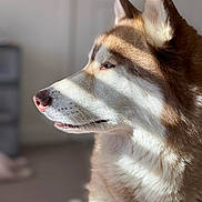 Alpha joined the competition — help win amazing prizes! animal, bodypart, canine, dog, eskimodog, husky, mouth, person, pet, puppy, redwolf, snout, whitedog, wolf