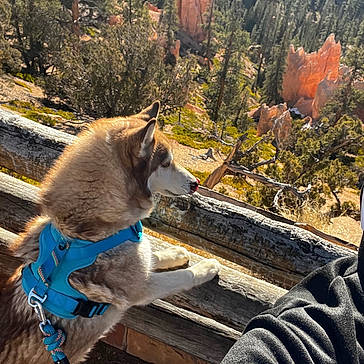 Alpha joined the competition — help win amazing prizes! animal, canine, dog, face, grove, head, husky, jungle, land, nature, outdoors, person, photography, plant, portrait, rock, tree, vegetation, wilderness, woodland