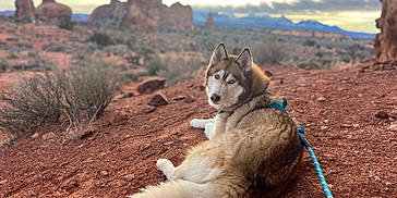 Alpha joined the competition — help win amazing prizes! accessories, animal, canine, cliff, dog, eskimodog, husky, landscape, leash, mountain, mountainrange, nature, outdoors, peak, pet, puppy, rock, soil, strap, wilderness