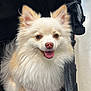 dog, pomeranian, fluffy, stroller, pet, indoor, blanket, happy, smiling, fur, animal, cute, canine, mammal, domestic_animal, face, ears, tongue, nose, seated