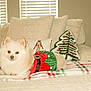 Bella is registered to the contest to win money with this photo: dog, white_dog, small_dog, fluffy, costume, holiday, christmas, elf_costume, plaid_blanket, couch, pillows, decorative_pillows, christmas_tree_pillow, nutcracker_pillow, indoor, living_room, pet, cozy, festive, relaxed