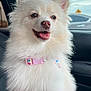 Bella joined the competition — help win amazing prizes! dog, white_dog, fluffy, pet, happy, collar, car_interior, tongue_out, ears_up, cute, animal, sitting, window, sky, road_sign, vehicle, smiling, domestic_animal, close_up, portrait