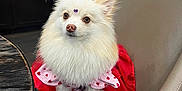 Bella joined the competition — help win amazing prizes! dog, white_dog, fluffy, pet, indoor, chair, leather_chair, table, red_dress, heart_pattern, cute, small_dog, decor, light, fur, animal, portrait, sitting, house, adorable