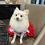 dog, white_dog, fluffy, pet, indoor, chair, leather_chair, table, red_dress, heart_pattern, cute, small_dog, decor, light, fur, animal, portrait, sitting, house, adorable