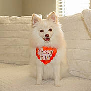 Bella is registered to the contest to win money with this photo: dog, white_dog, fluffy, bandana, orange_bandana, happy, smiling, indoor, couch, pillow, soft_texture, cozy, pet, animal, fur, small_dog, sitting, window, daylight, home