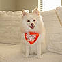 dog, white_dog, fluffy, bandana, orange_bandana, happy, smiling, indoor, couch, pillow, soft_texture, cozy, pet, animal, fur, small_dog, sitting, window, daylight, home