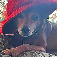 Piper is registered to the contest to win money with this photo: dog, pet, red_hat, blanket, indoor, animal, canine, curious, resting, fancy, portrait, one_eye, soft_texture, window, daylight, brown_fur, small_dog, accessory, hat, cozy