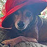 dog, pet, red_hat, blanket, indoor, animal, canine, curious, resting, fancy, portrait, one_eye, soft_texture, window, daylight, brown_fur, small_dog, accessory, hat, cozy