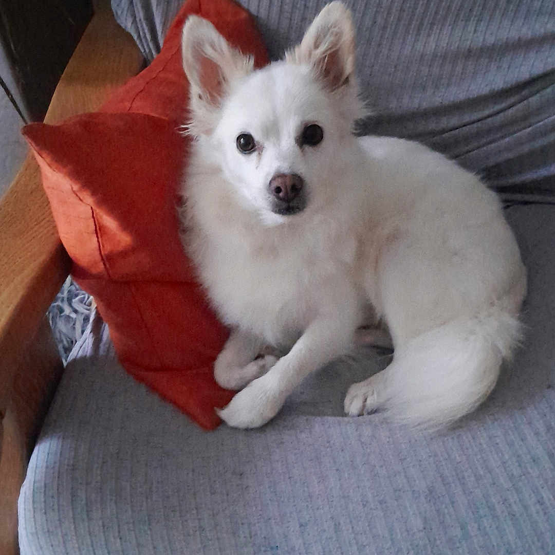 Nina a rejoint le concours — aidez-le/la à gagner de superbes lots ! animal, canine, chair, couch, cushion, dog, eskimodog, furniture, homedecor, pet, pillow, puppy, whitedog