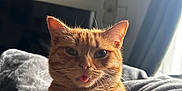 Maple joined the competition — help win amazing prizes! animal, blanket, cat, cozy, curtains, cute, ears, feline, furry, home, indoor, orange_tabby, pet, portrait, relaxed, resting, soft, tongue_out, whiskers, window_light