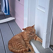 Maple is registered to the contest to win money with this photo: animal, cat, chair, domestic, door, feline, fur, ginger_cat, home, outdoor, pet, pink_wall, porch, relaxed, resting, tabby, towel, whiskers, white_door, wooden_floor