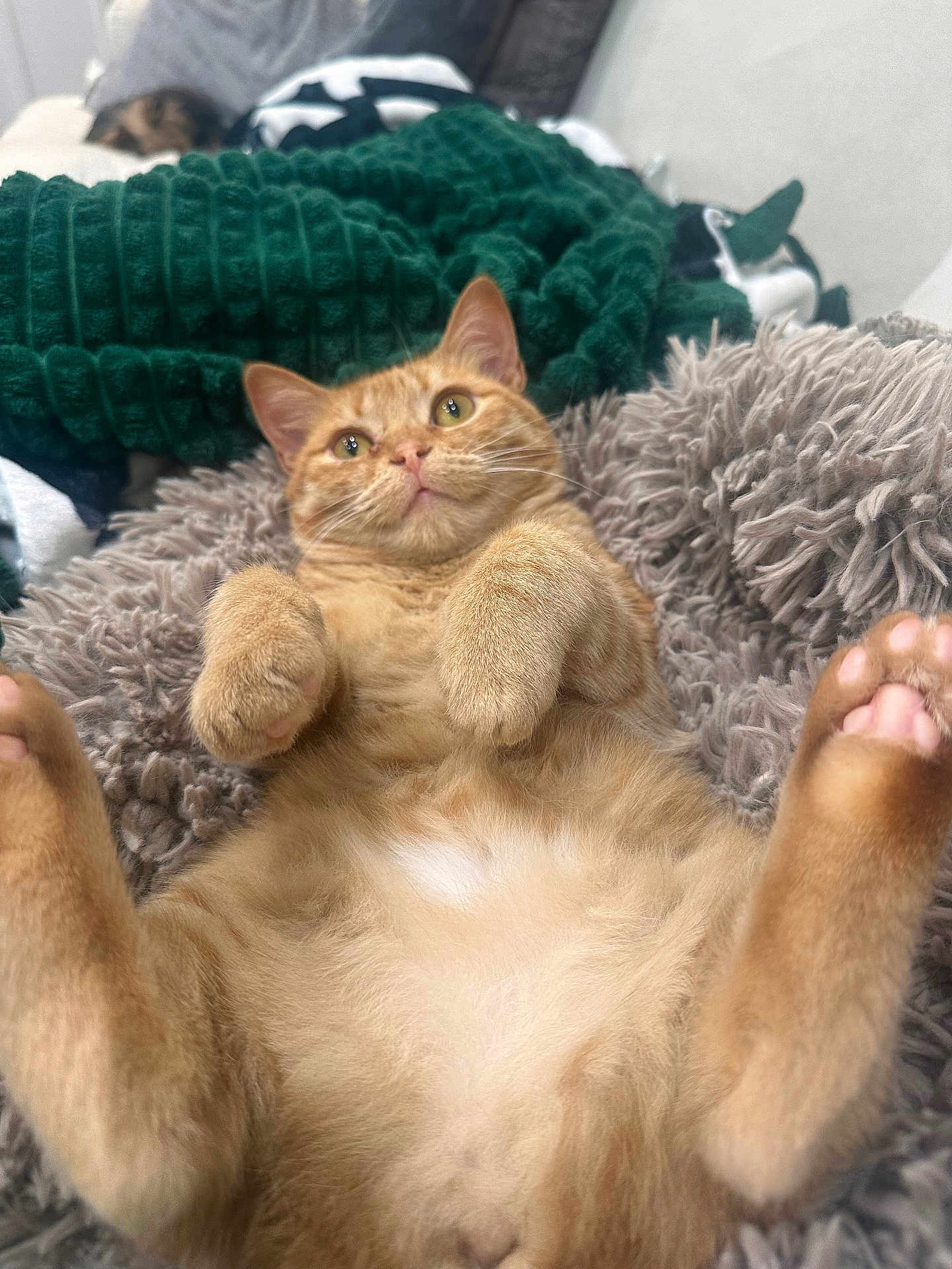 Maple joined the competition — help win amazing prizes! blanket, cat, comfort, cozy, cushion, cute, ears, feline, fur, furry, indoor, knitted_blanket, lying_down, nose, orange_cat, paws, pet, relaxed, soft_texture, whiskers