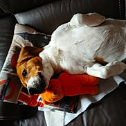 Stiffler participe au concours pour gagner de l'argent avec cette photo : animal, brown_and_white, canine, comfort, companion, couch, cozy, cute, dog, fur, home, indoor, lying_down, nap, pet, plush, relaxed, resting, stuffed_toy, toy