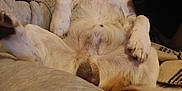 Stiffler participe au concours pour gagner de l'argent avec cette photo : animal, blanket, brown, canine, comfort, couch, cozy, dog, ears, fur, home, indoor, nose, paws, pet, relaxed, resting, sleeping, tail, white