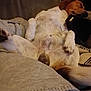 animal, blanket, brown, canine, comfort, couch, cozy, dog, ears, fur, home, indoor, nose, paws, pet, relaxed, resting, sleeping, tail, white